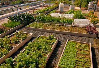 Photo de Une terrasse verte : pas besoin d’aller au marché et au jardin public